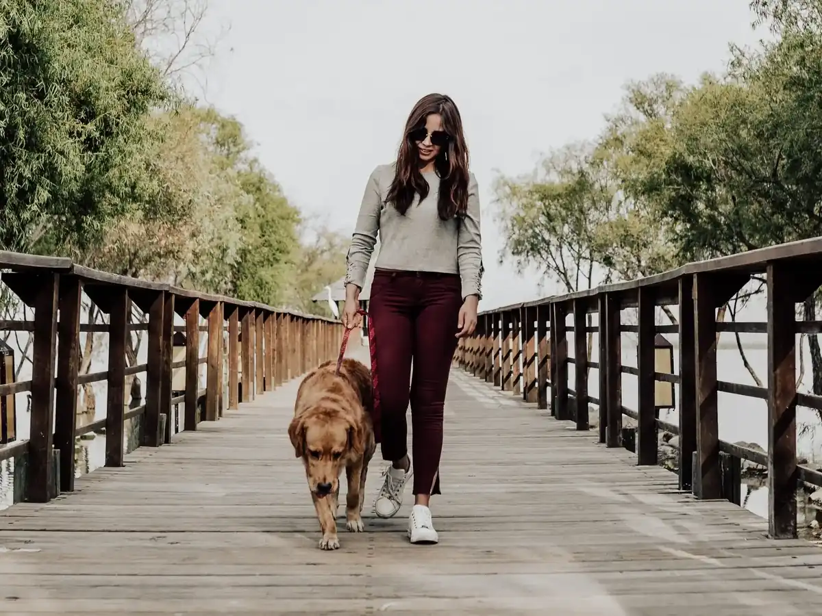 Professional dog walking service in action