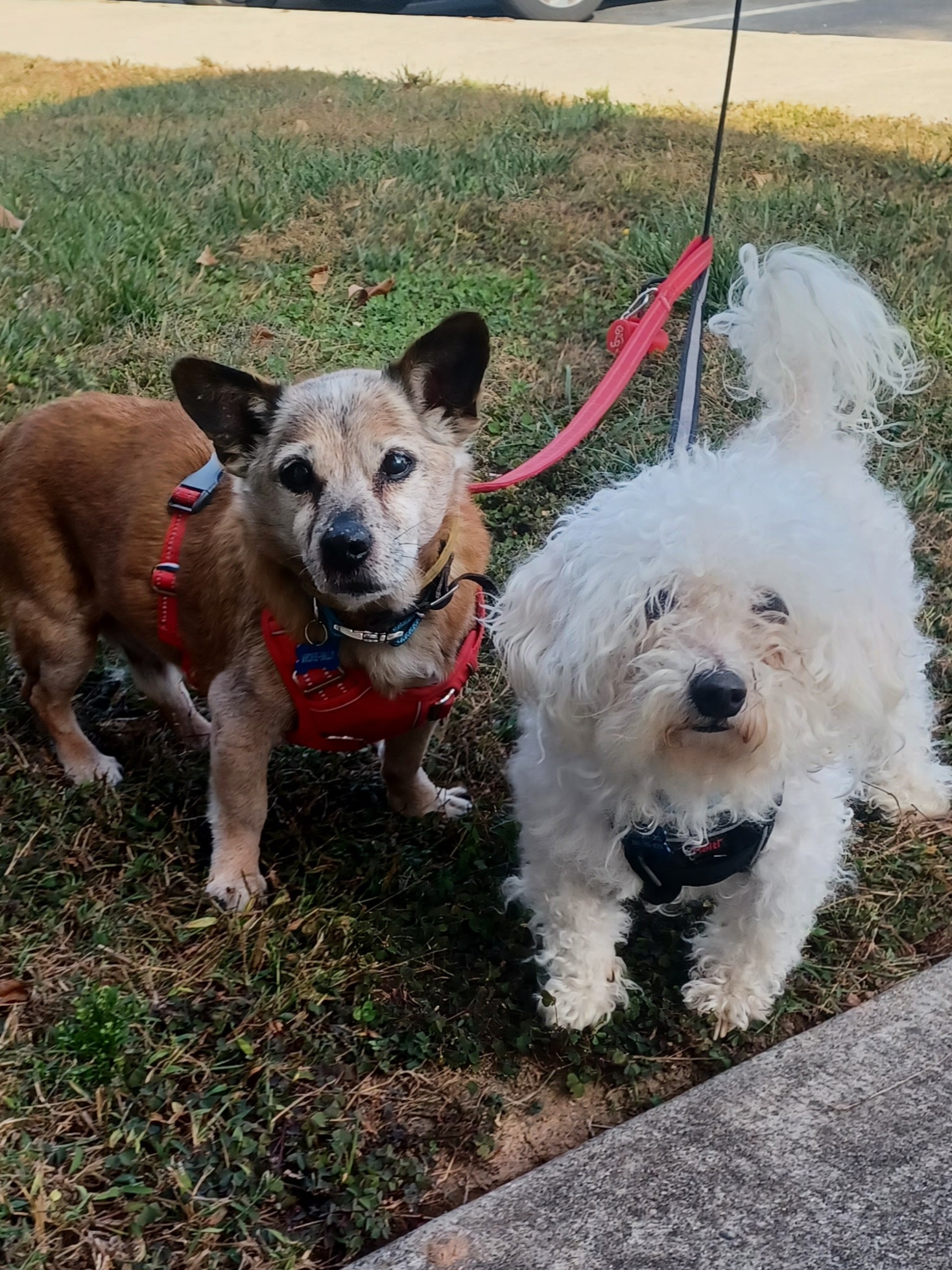 Archie with his friend Harry (mup the pup) on a walk together