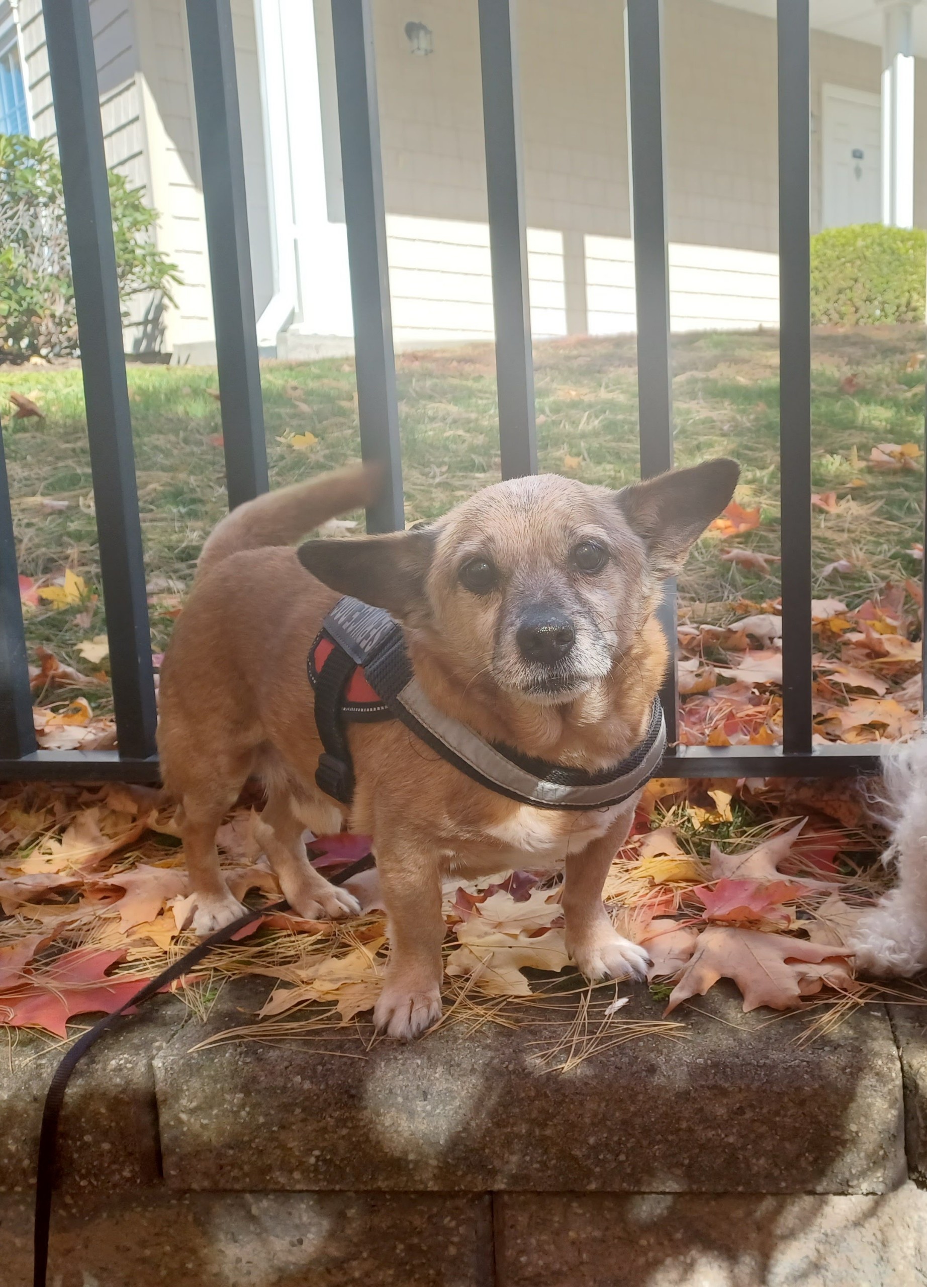Archie standing in beautiful autumn leaves with a harness on