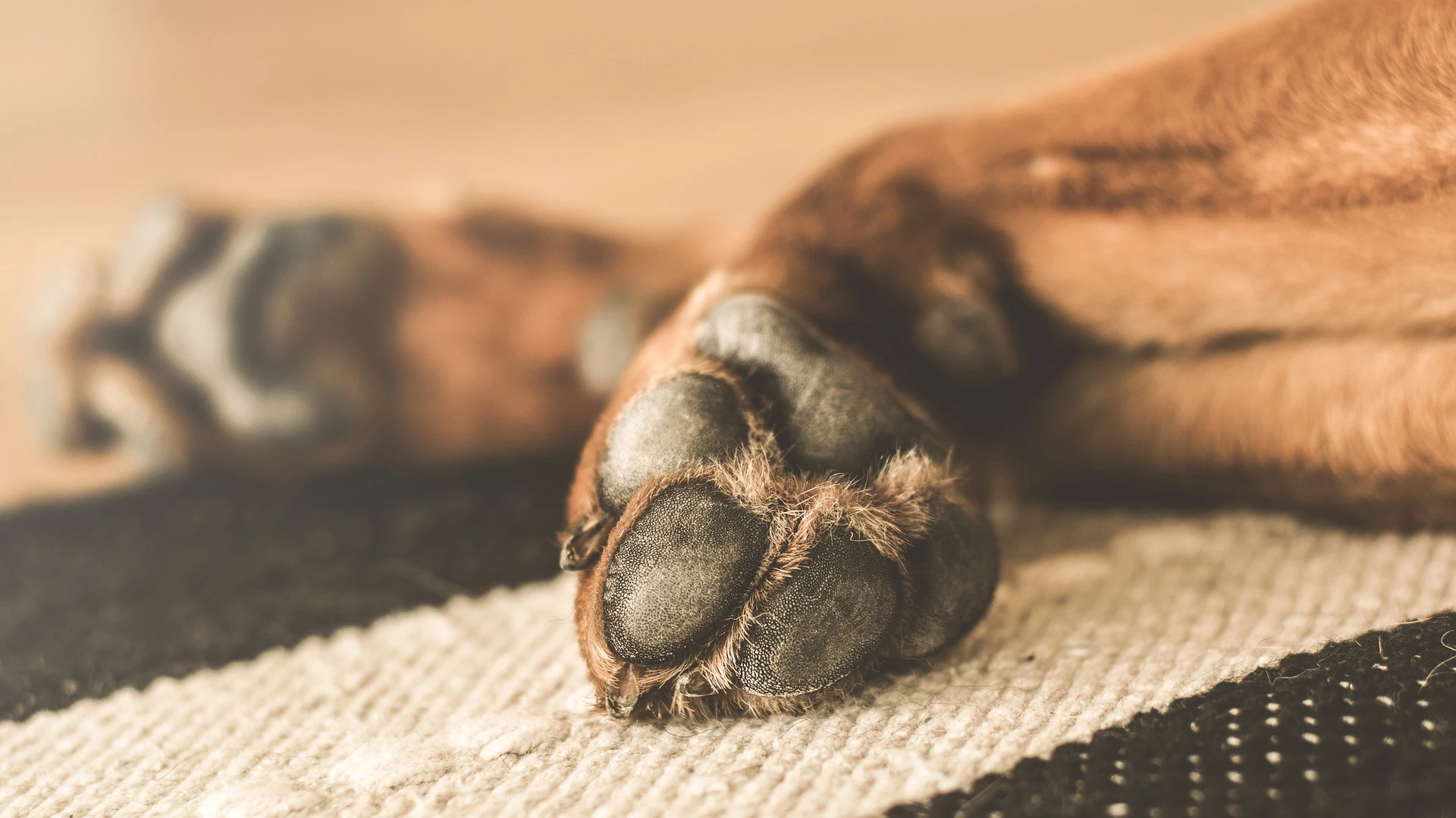 Person carefully checking dog's paw pads for winter damage salt burns and ice