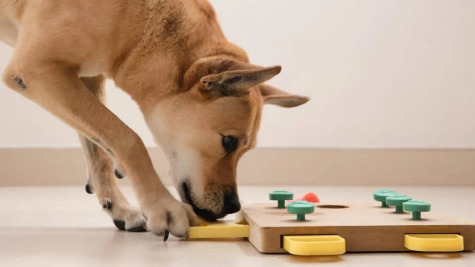 Dog engaged with puzzle toy providing mental stimulation