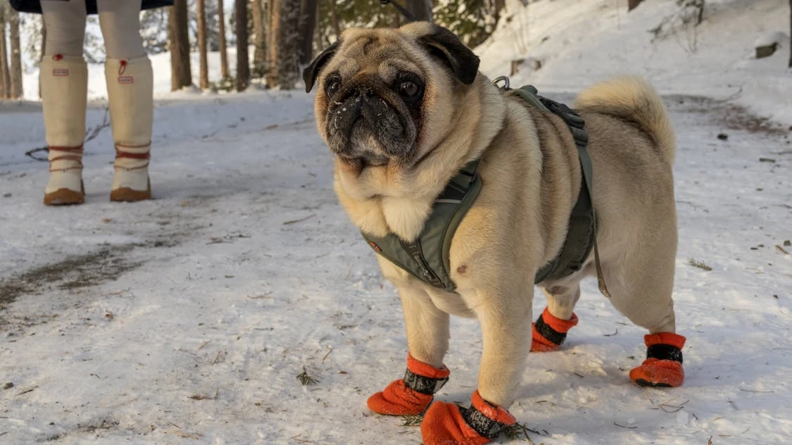 Dog wearing protective paw booties for winter walking in snow