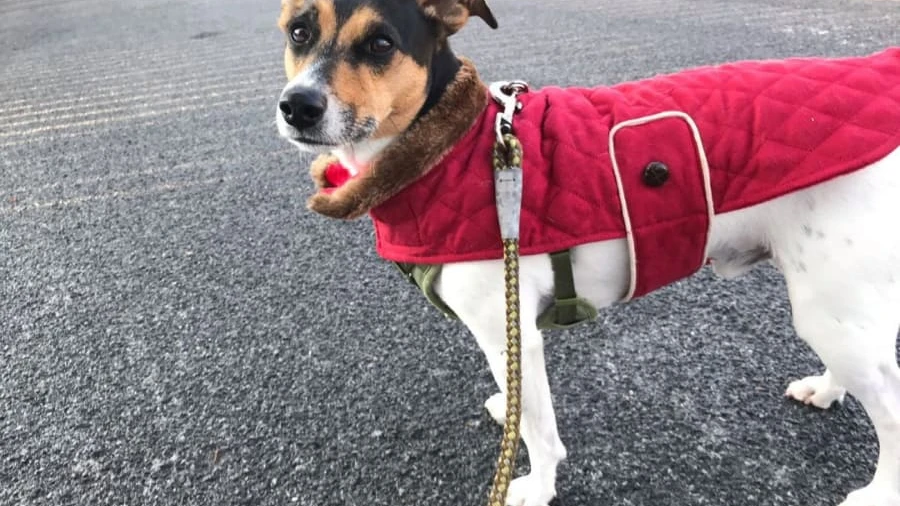 Dog wearing protective winter coat walking comfortably in Connecticut snow