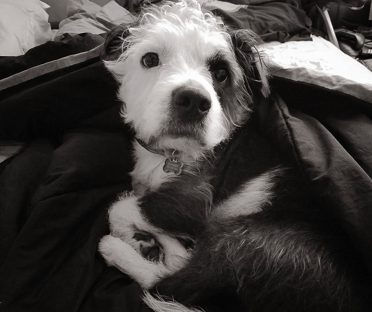 Finnegan the heart dog in peaceful black and white portrait