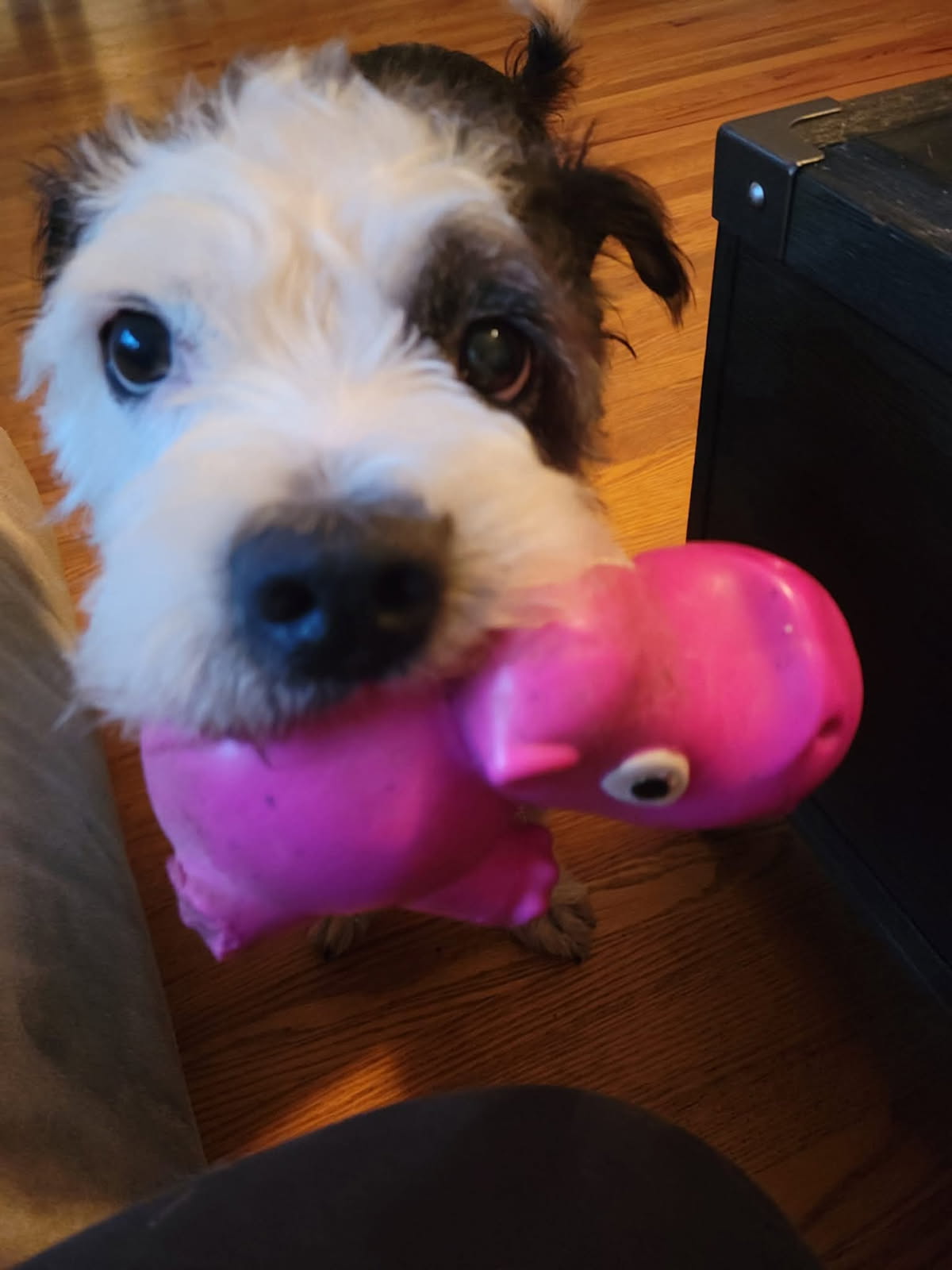 Finnegan playing happily with favorite pink toy