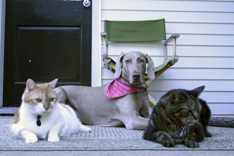 Sammy the Weimaraner relaxing with Little Guy and Mr. Pepper the cats