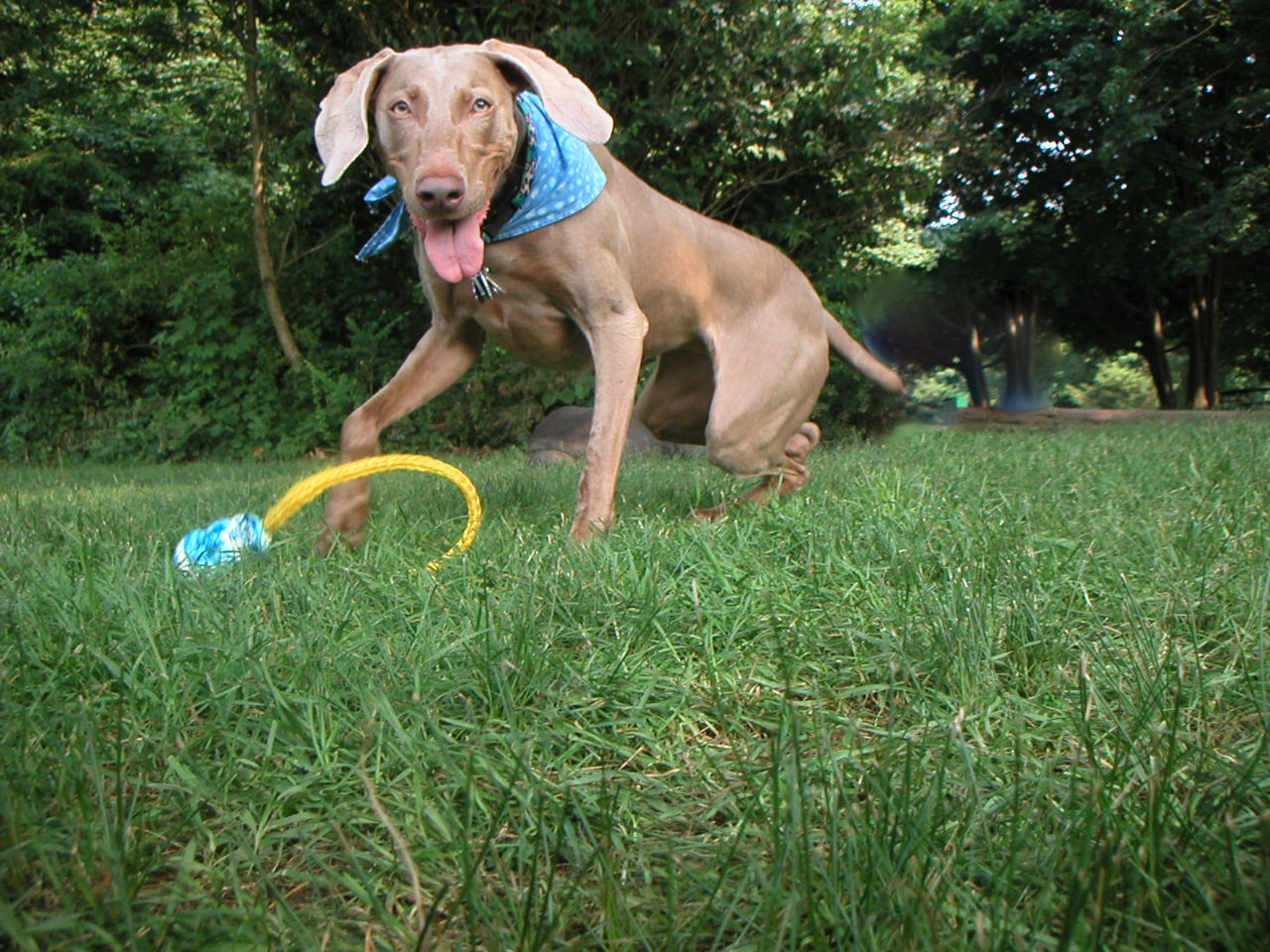 Sammy the Weimaraner playing with toys in the yard