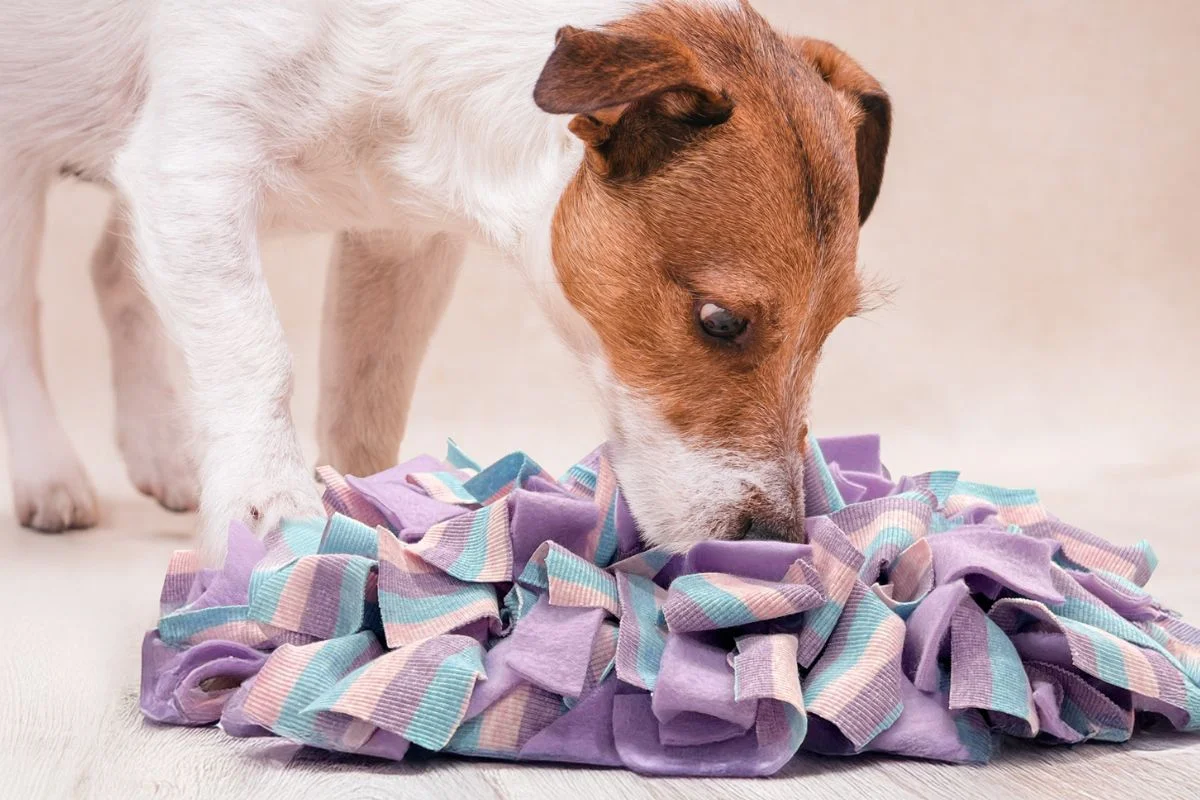 Dog using snuffle mat for mental enrichment during mealtime