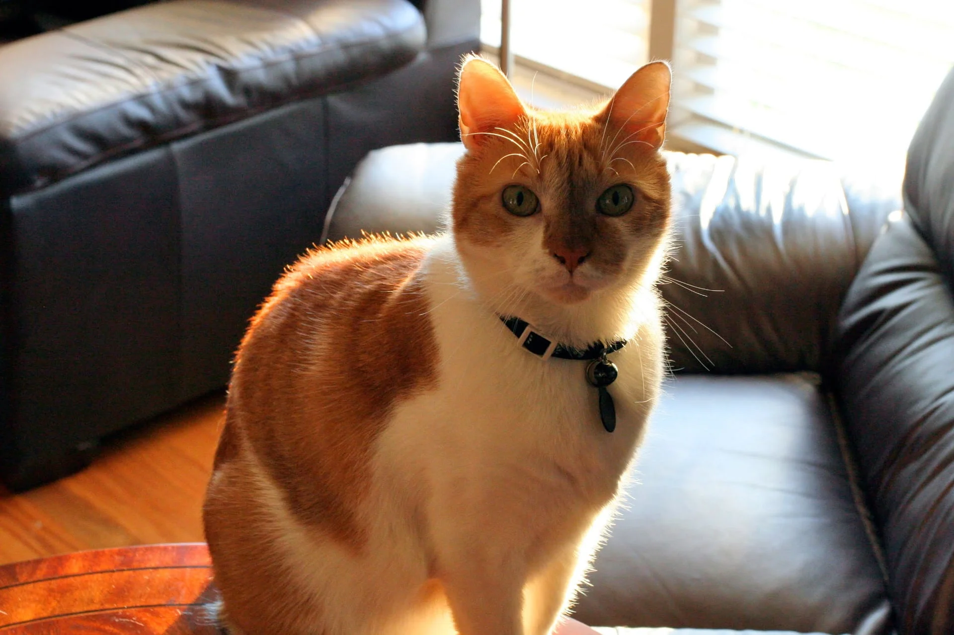 Little Guy, a beloved orange and white cat from Fairfield County - a reminder of why choosing the right cat sitter matters