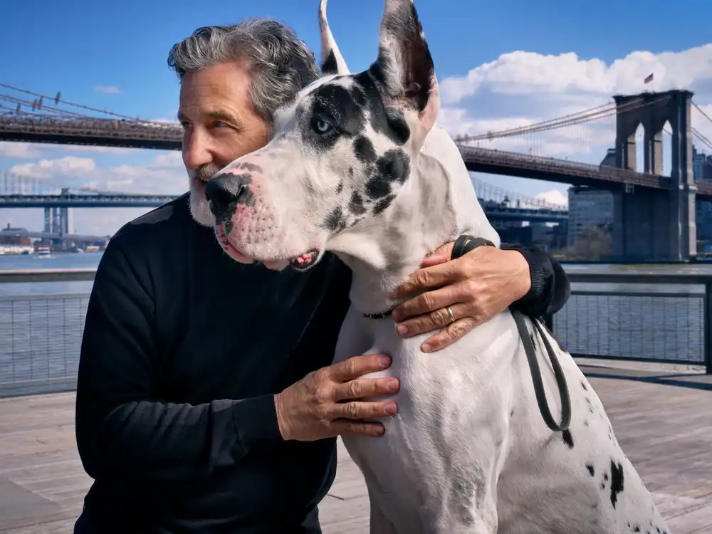 Professional pet care team in action - 203 Pet Service