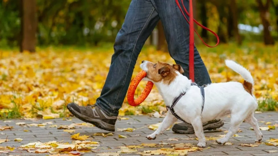A happy dog on a leash enjoying an autumn walk in a Stratford, Connecticut neighborhood