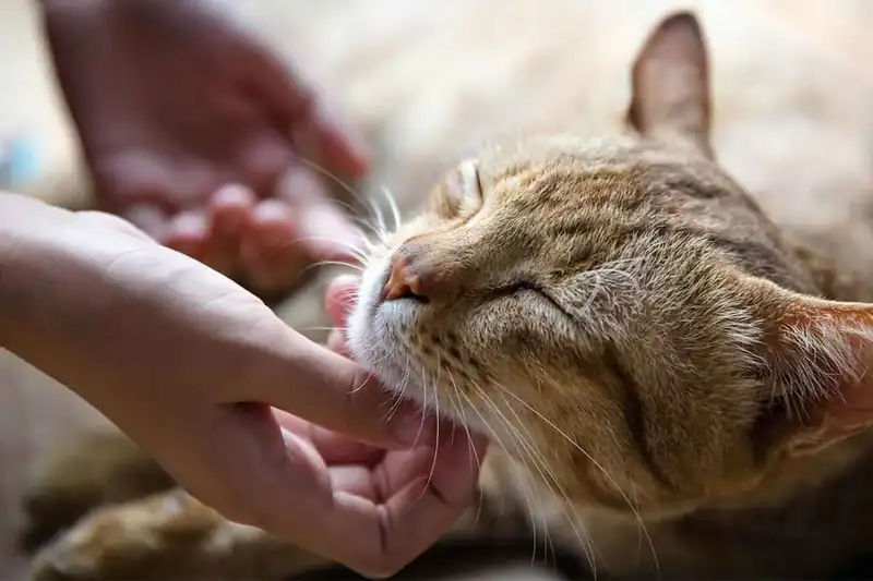 Professional cat care and pet sitting in Devon CT