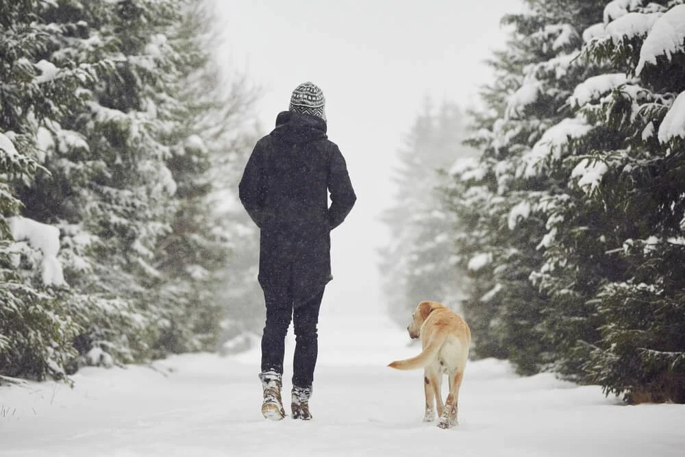 Dog wearing protective winter boots walking in Connecticut snow with caring owner